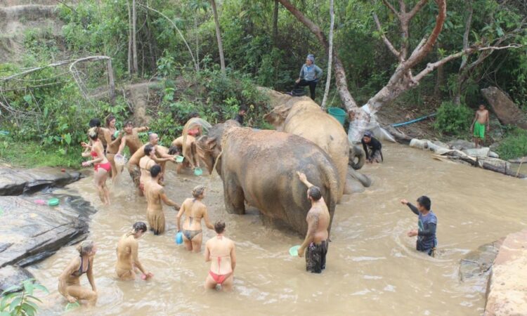 Elefantencamp Chiang Mai